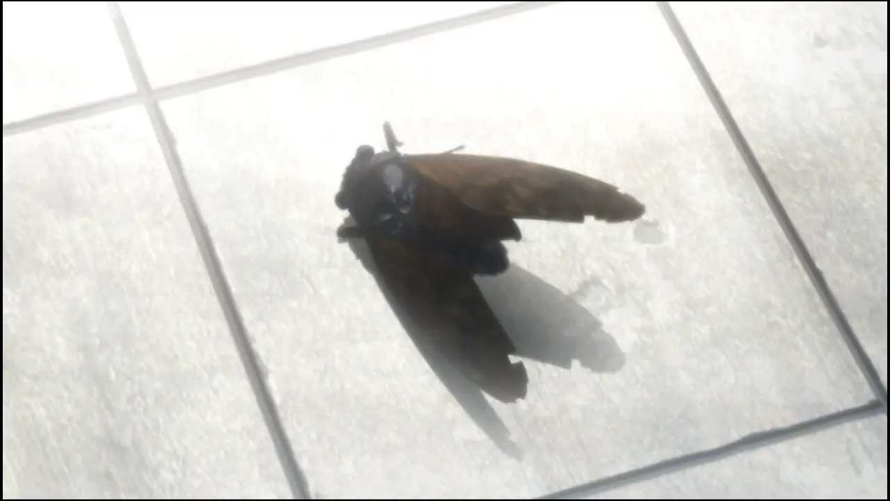 Episode 21